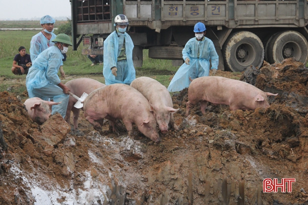 Tiêu hủy gần 100 con lợn bệnh LMLM bị bắt giữ trên QL 1A