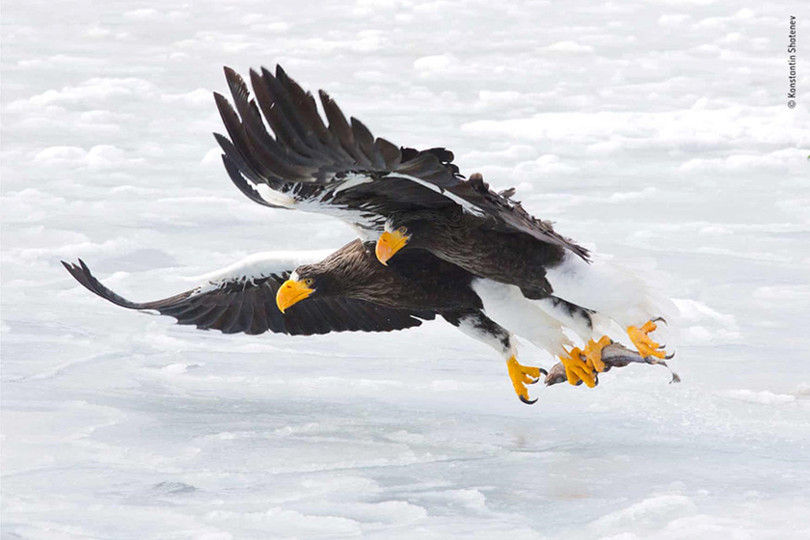 Cứ mỗi mùa đông, hàng trăm con đại bàng biển Stellar lại bắt đầu di cư từ Nga đến vùng biển phía bắc của đảo Hokkaido, Nhật Bản . Chúng bắt cá và ăn xác chết, cùng với đó là bay theo các tàu cá để thu thập phần thừa. Nhiếp ảnh gia Konstantin Shatenev chụp được bức hình này trên tàu cá, sau khi thủy thủ vứt con cá chết trên mặt băng. Ảnh: 2018 Wildlife Photographer of the Year/NHM. Những bức ảnh động vật đẹp nhất năm 2018