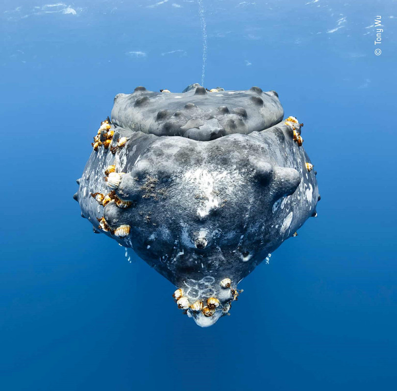 Những bức ảnh động vật đẹp nhất năm 2018 hình ảnh 13 Những bức ảnh động vật đẹp nhất năm 2018