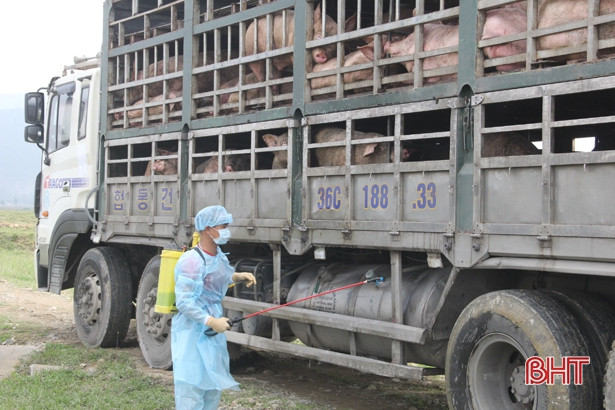 Tiêu hủy gần 100 con lợn bệnh LMLM bị bắt giữ trên QL 1A