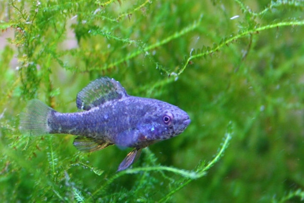 Nhà máy ôtô 1,6 tỷ USD có thể ngưng trệ vì một loài cá