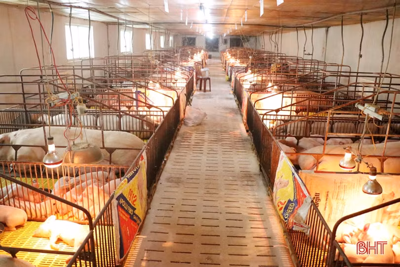 Thạc sĩ 8X Hà Tĩnh bỏ lương nghìn đô về quê làm nông nghiệp sạch