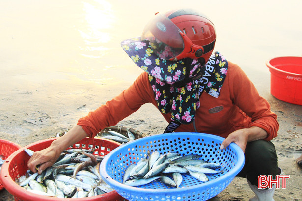 Hải sản đa dạng và được giá, ngư dân Nghi Xuân thêm vui