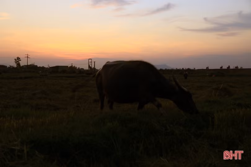 Xem nông dân Hà Tĩnh gặt lúa đêm “trốn” nóng