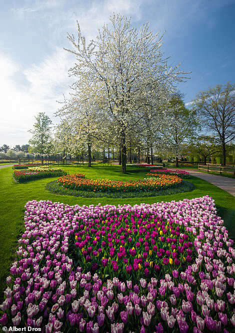 “Vườn hoa mùa xuân đẹp nhất thế giới nở rộ nhưng không có khách tham quan