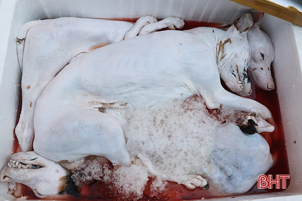 Chặn đứng vụ vận chuyển 800kg thực phẩm bẩn trên xe khách qua địa bàn Hà Tĩnh