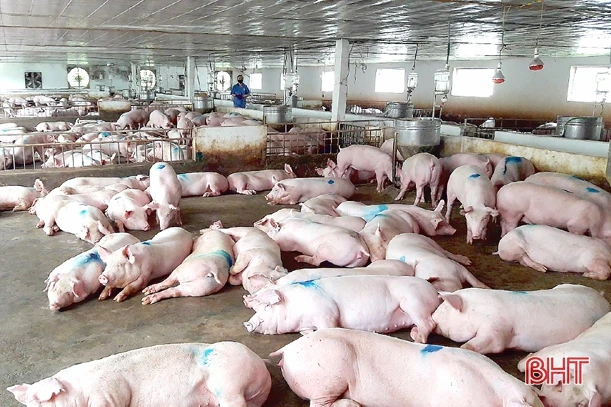 “Chìa khóa” giúp Hồng Lộc khởi sắc