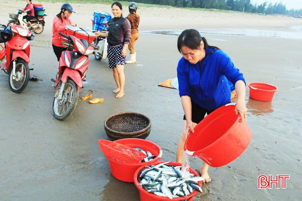 Hải sản đa dạng và được giá, ngư dân Nghi Xuân thêm vui