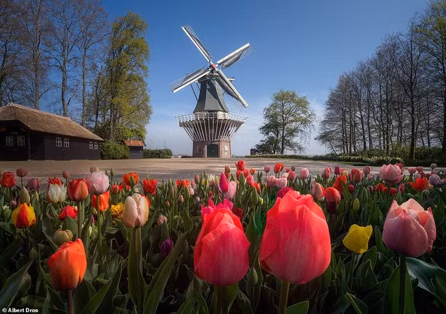 “Vườn hoa mùa xuân đẹp nhất thế giới nở rộ nhưng không có khách tham quan