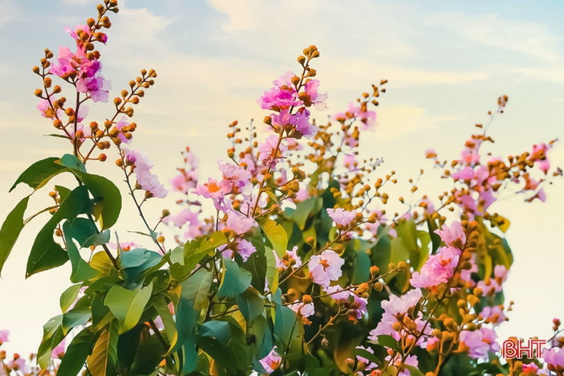 Tím biếc tháng 5 thương nhớ...!