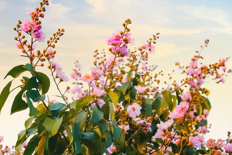 Tím biếc tháng 5 thương nhớ...!