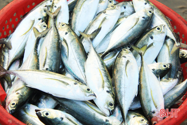 Hải sản đa dạng và được giá, ngư dân Nghi Xuân thêm vui