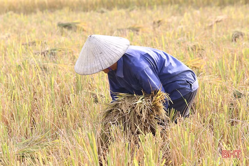 Việc “kéo” người, lao động Hà Tĩnh phơi mình dưới nắng 