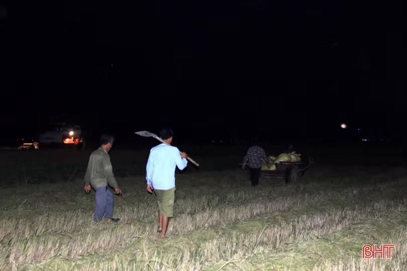 Xem nông dân Hà Tĩnh gặt lúa đêm “trốn” nóng