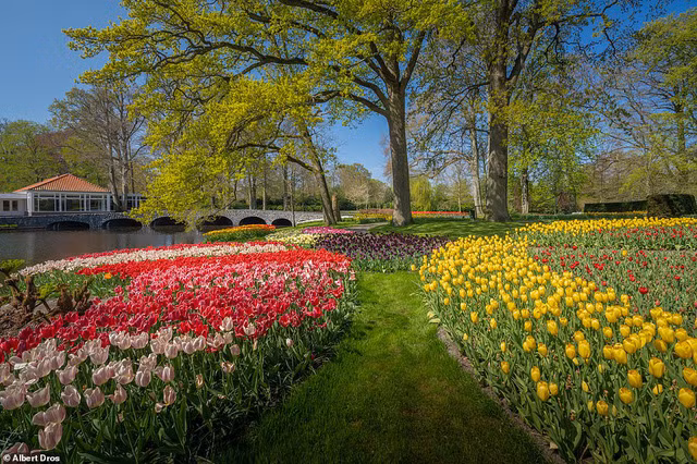 “Vườn hoa mùa xuân đẹp nhất thế giới nở rộ nhưng không có khách tham quan