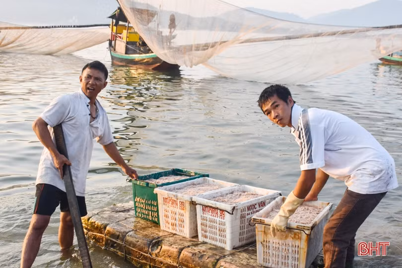 Ruốc theo từng luồng, ngư dân Cẩm Lộc phấn khởi đánh bắt