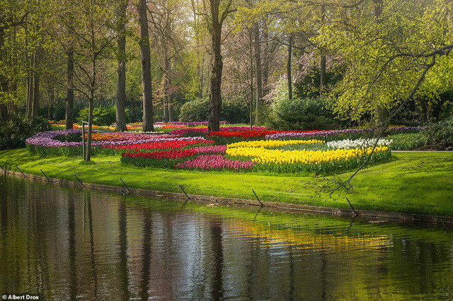 “Vườn hoa mùa xuân đẹp nhất thế giới nở rộ nhưng không có khách tham quan