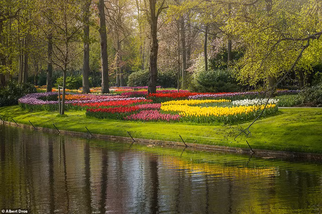 “Vườn hoa mùa xuân đẹp nhất thế giới nở rộ nhưng không có khách tham quan