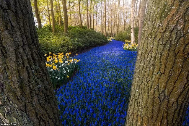 “Vườn hoa mùa xuân đẹp nhất thế giới nở rộ nhưng không có khách tham quan