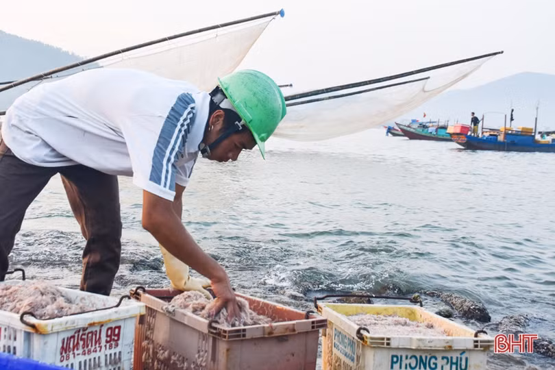 Ruốc theo từng luồng, ngư dân Cẩm Lộc phấn khởi đánh bắt