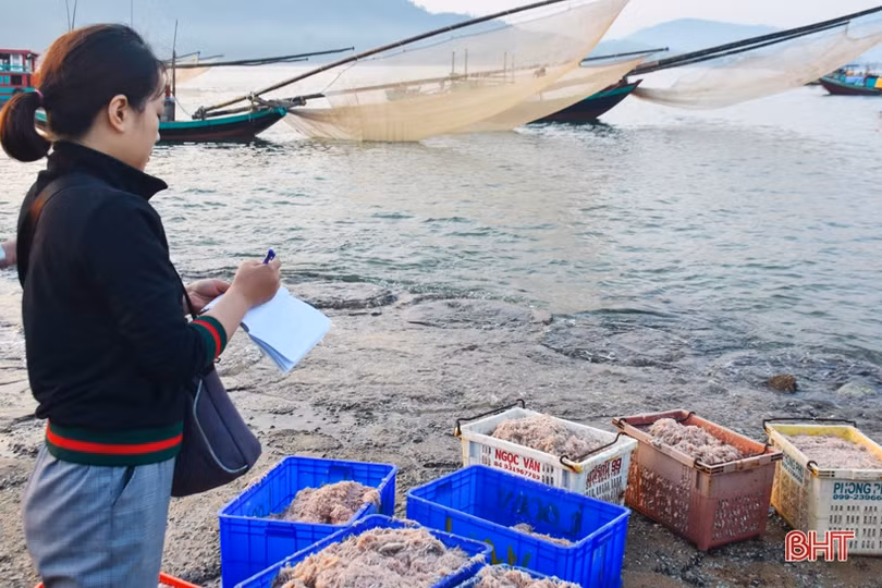 Ruốc theo từng luồng, ngư dân Cẩm Lộc phấn khởi đánh bắt