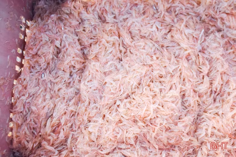 Ruốc theo từng luồng, ngư dân Cẩm Lộc phấn khởi đánh bắt