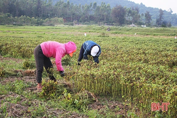 Lộc Hà “vượt ải” vụ xuân, phục hồi du lịch để tạo đà vươn tới