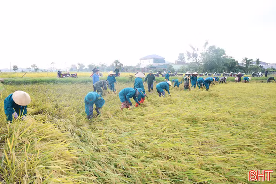 Chung tay hỗ trợ nông dân thu hoạch lúa xuân bị đổ ngã 
