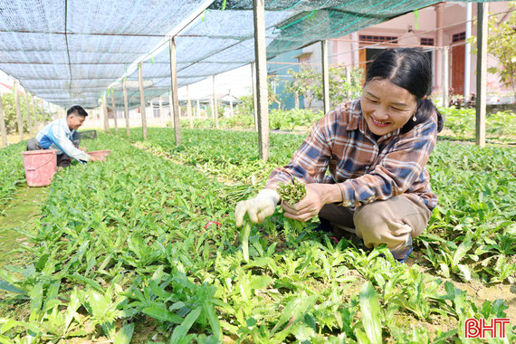 Nông dân Yên Hòa thu nhập khá nhờ trồng cây ngò gai