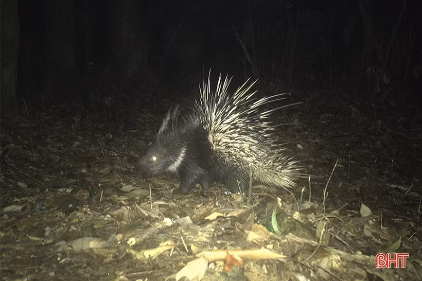 Phát hiện 58 loài động vật quý hiếm tại Vườn Quốc gia Vũ Quang qua bẫy ảnh