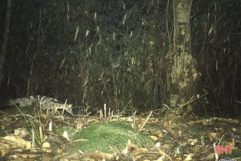 Phát hiện 58 loài động vật quý hiếm tại Vườn Quốc gia Vũ Quang qua bẫy ảnh