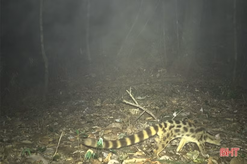 Phát hiện 58 loài động vật quý hiếm tại Vườn Quốc gia Vũ Quang qua bẫy ảnh