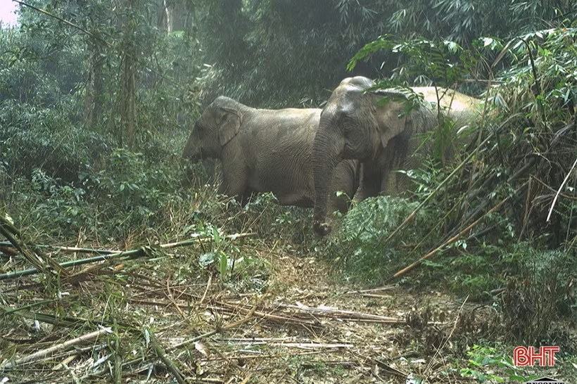 Phát hiện 58 loài động vật quý hiếm tại Vườn Quốc gia Vũ Quang qua bẫy ảnh