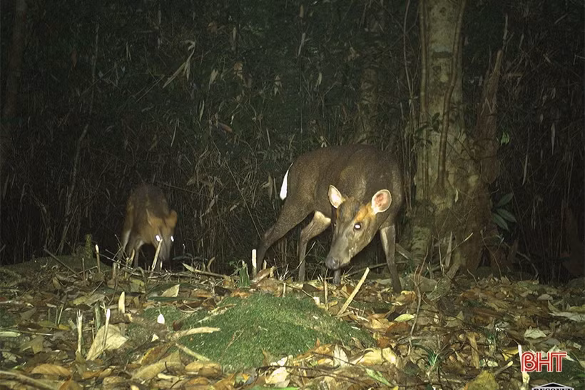 Phát hiện 58 loài động vật quý hiếm tại Vườn Quốc gia Vũ Quang qua bẫy ảnh