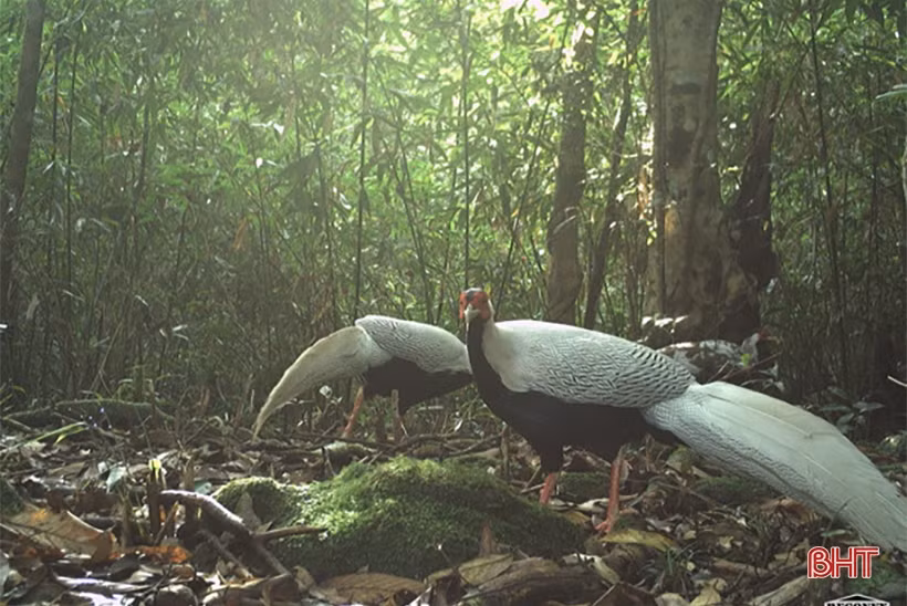 Phát hiện 58 loài động vật quý hiếm tại Vườn Quốc gia Vũ Quang qua bẫy ảnh