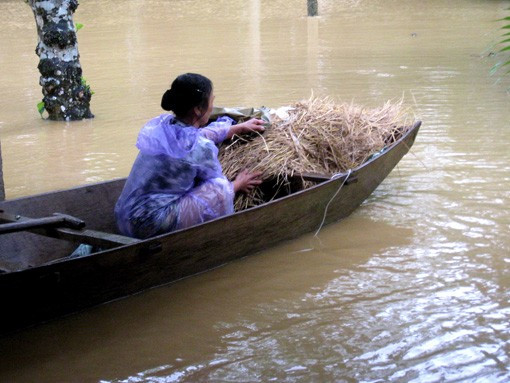 Nước ngập sâu trên 1m tại các xã vùng hạ huyện Hương Sơn Nhiều trâu bò chết Người dân xóm Thịnh Đông (Sơn Thịnh) chuyển thức ăn cho trâu bò (đã được di chuyển lên vùng núi Thiên Nhẫn) Chuyển đồ lên chạn (gác)