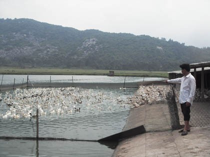 Mô hình cá-lúa-vịt kết hợp của gia đình Lê Văn Bàng (xã Xuân Liên) mỗi năm cho thu nhập hàng trăm triệu đồng