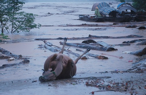 Nước ngập sâu trên 1m tại các xã vùng hạ huyện Hương Sơn Nhiều trâu bò chết Người dân xóm Thịnh Đông (Sơn Thịnh) chuyển thức ăn cho trâu bò (đã được di chuyển lên vùng núi Thiên Nhẫn) Chuyển đồ lên chạn (gác)