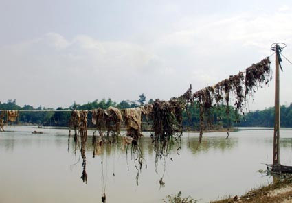 Nước lũ rút, dây diện (đoạn qua xã Đức Lĩnh - Vũ Quang) trở thành mắc phơi rác