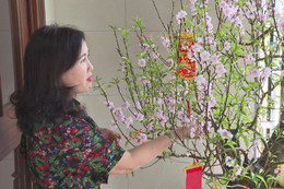 Xem người dân Hà Tĩnh chăm đào chơi Tết