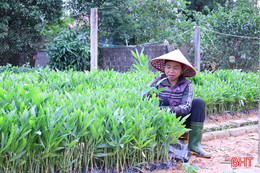 Vườn ươm tất bật chuẩn bị cây giống cho vụ trồng rừng mới