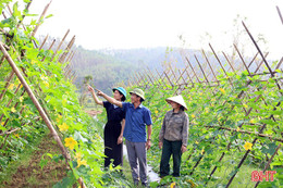 Hiệu quả bất ngờ từ mô hình trồng bí xanh trên đất đồi 