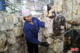 Hà Tĩnh nhân rộng mô hình trồng nấm