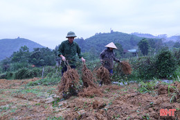 Mô hình trồng cây ba kích tím quy mô lớn đầu tiên ở Hà Tĩnh cho thu hoạch