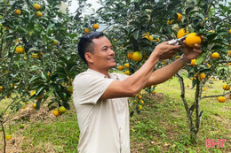  “Neo” đặc sản cam chanh chờ Tết, nhà vườn ở Hà Tĩnh kỳ vọng thu tiền tỷ