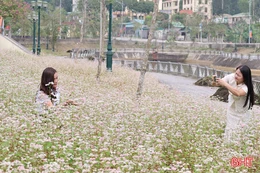 Ngắm hoa tam giác mạch giữa đại ngàn Vũ Quang