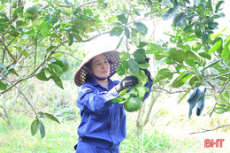 Áp dụng công nghệ "điều khiển" bưởi da xanh nở hoa