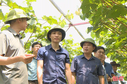Nam thanh niên trồng thành công nho quý tộc trên đất Mai Hoa