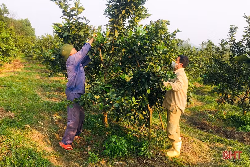Nông dân Can Lộc chăm sóc cam, bưởi thời kỳ đơm hoa
