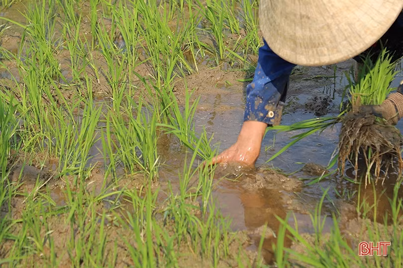 Nông dân Hà Tĩnh nhanh tay tỉa dặm, bón thúc lúa xuân đợt 1
